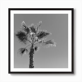 Black and White Palm Tree Art Print