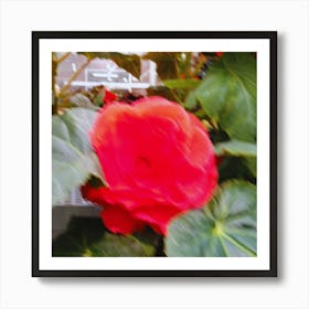 Red Flower Art Print