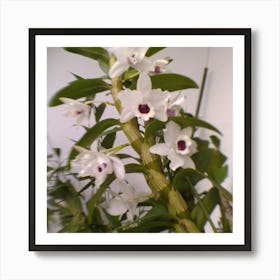 Orchid Stock Videos & Royalty-Free Footage Art Print