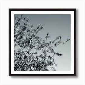 Branches Nature Tree Photo Photography Square Monochrome Black And White Leaves Living Room Kitchen Dining Bedroom Abstract Art Print