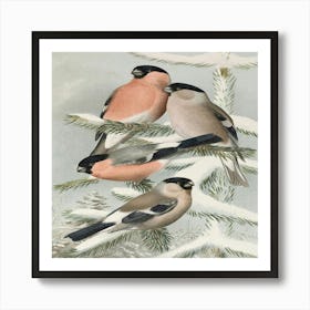 Three Finches In The Snow Art Print