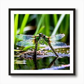 Nature Dragonfly Mating Couple Insect Sitting Duck Pond Lively Dvd Fauna Wild Animal Gras (17) Art Print