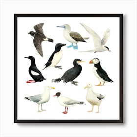 Sea Birds Black & White Square Art Print