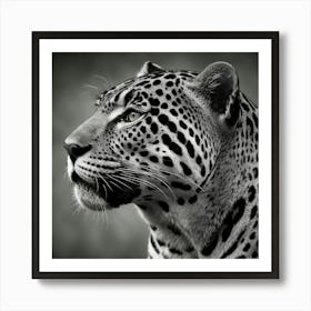 Leopard In Black And White Poster