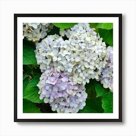 Hydrangea 1 Art Print