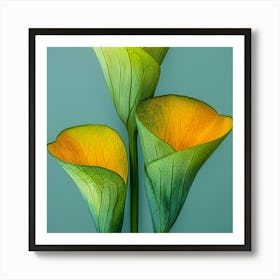 Calla Lily Poster