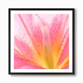 Pink Lily Macro Art Print