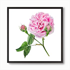 Opera Rose Art Print