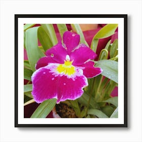 Purple Orchid Art Print