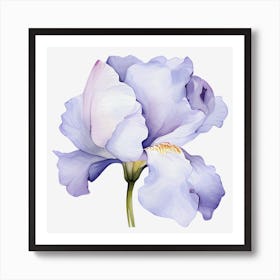 Watercolor Iris Flower Art Print
