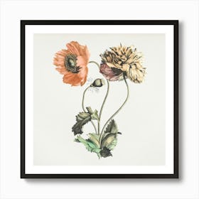 Two Poppy Flowers 1 Art Print