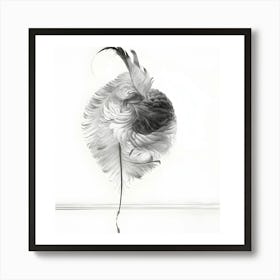 Feathers Art Print