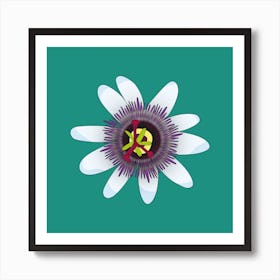 Turquoise Passionfruit Flower Square Art Print