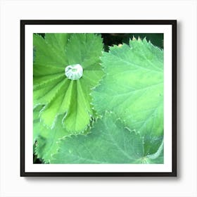 Water Droplet In Leaf Art Print