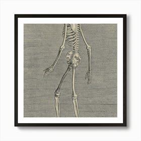 Skeleton Of A Human Art Print