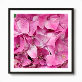 Hydrangeas Art Print