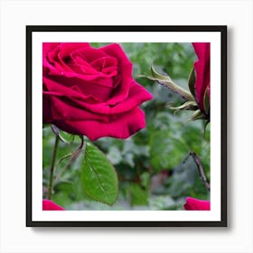 Red Roses Art Print