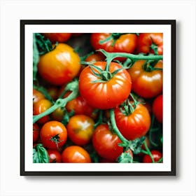 Tomatoes (2) Art Print