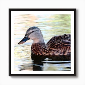 Duck's life Art Print