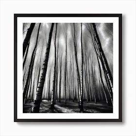 Birch Forest 41 Art Print