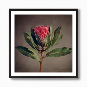 Red Protea 5 Art Print