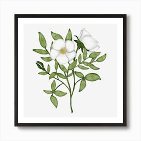 Wild White Roses Art Print