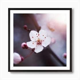 Cherry Blossom Art Print