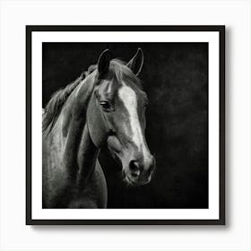 Black And White Horse Portrait Art Print