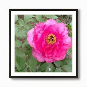 Peony 11 Art Print