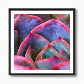 Succulent rose Art Print