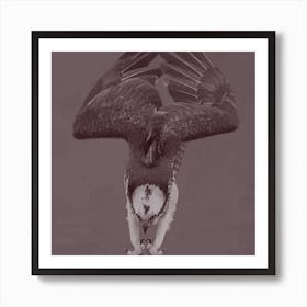 Osprey In Flight Art Print