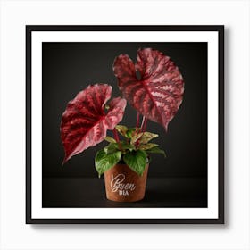 Anthurium Art Print