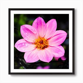 Pink Dahlia Art Print