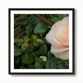 Peach Rose Art Print