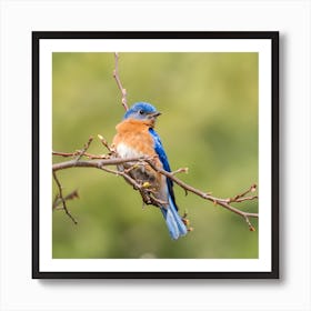 Bluebird Art Print