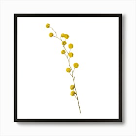 Yellow Flowers On A Branch Art Print