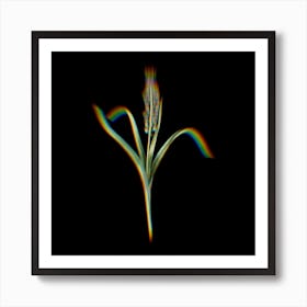 Prism Shift Grape Hyacinth Botanical Illustration on Black n.0178 Art Print