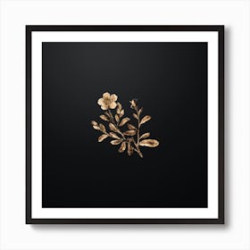 Gold Botanical Sweetbriar Rose on Wrought Iron Black Art Print