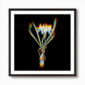 Prism Shift Sea Daffodil Botanical Illustration on Black n.0196 Art Print