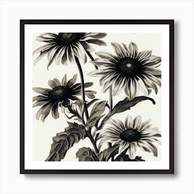 Black And White Flower Print Eyed Susan Wildflower Vintage Botanical Art Print Art Print