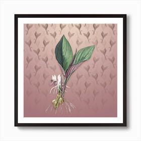 Vintage Koemferia Longa Botanical on Dusty Pink Pattern n.0479 Art Print