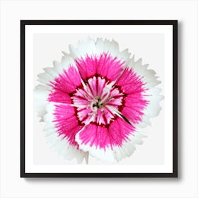 Dianthus Art Print