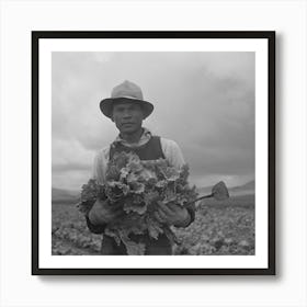 Untitled Photo, Possibly Related To San Benito County, California, Japanese American Who Is Working In Lettuce Art Print