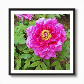 Peony in Japan 27 Art Print