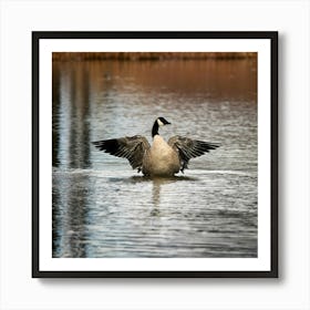 Firefly Head, Lake, Canada, Bird, Outdoors, Canadian Goose, Winter, Resting, Wing, Fowl, Water Bird, (9) Art Print