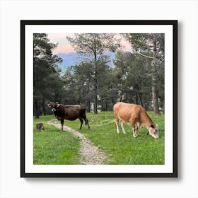 Cows Grazing In The Mountains Art Print