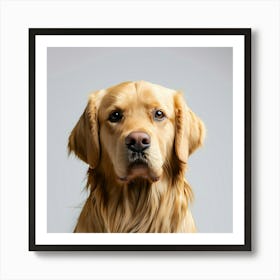 Golden Retriever Portrait Art Print