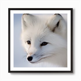 Arctic Fox Poster