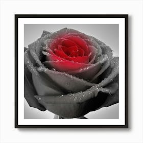 Black And Red Rose Art Print