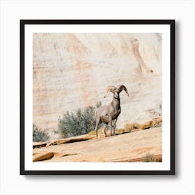 Desert Bighorn Sheep On Cliff Art Print